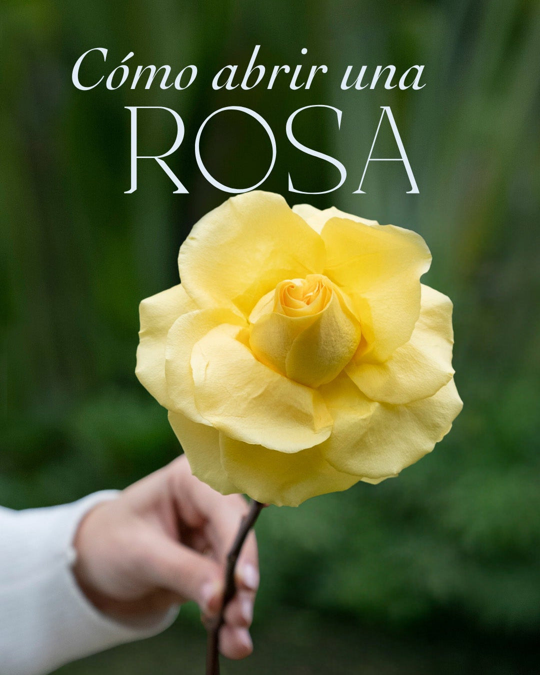 El secreto para que tus rosas se vean el doble de bonitas