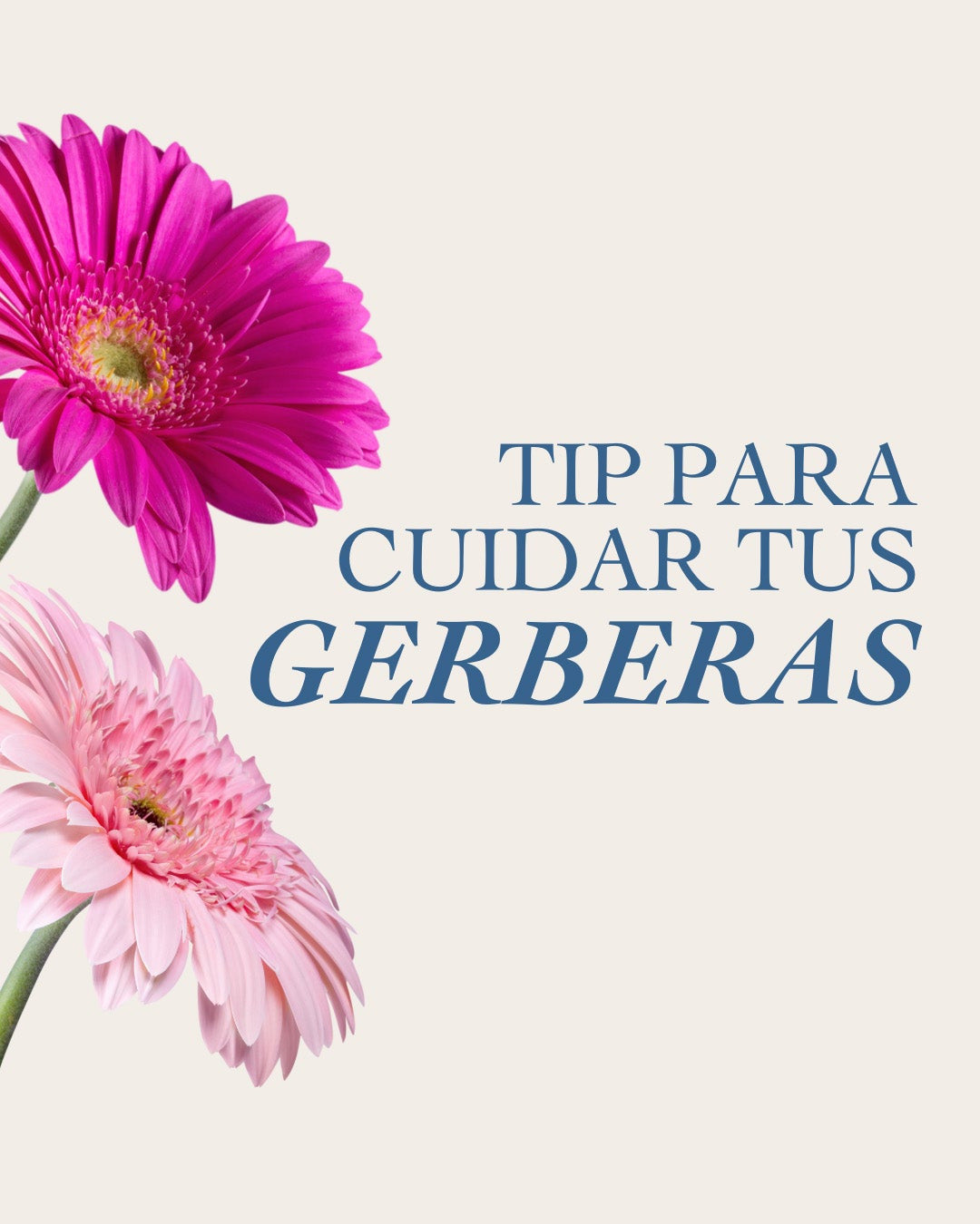 El truco para que tus gerberas no se doblen