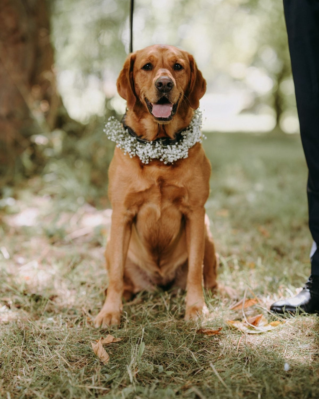 Collar de flores para mascotas grandes