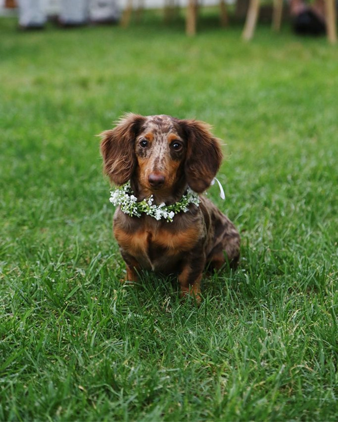 Collar de flores para mascotas pequeñas