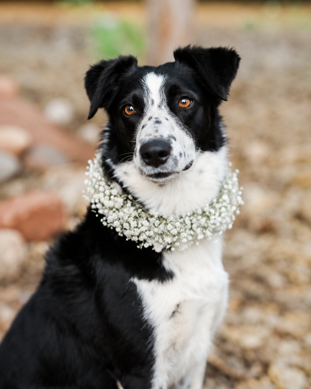 Collar de flores para mascotas medianas