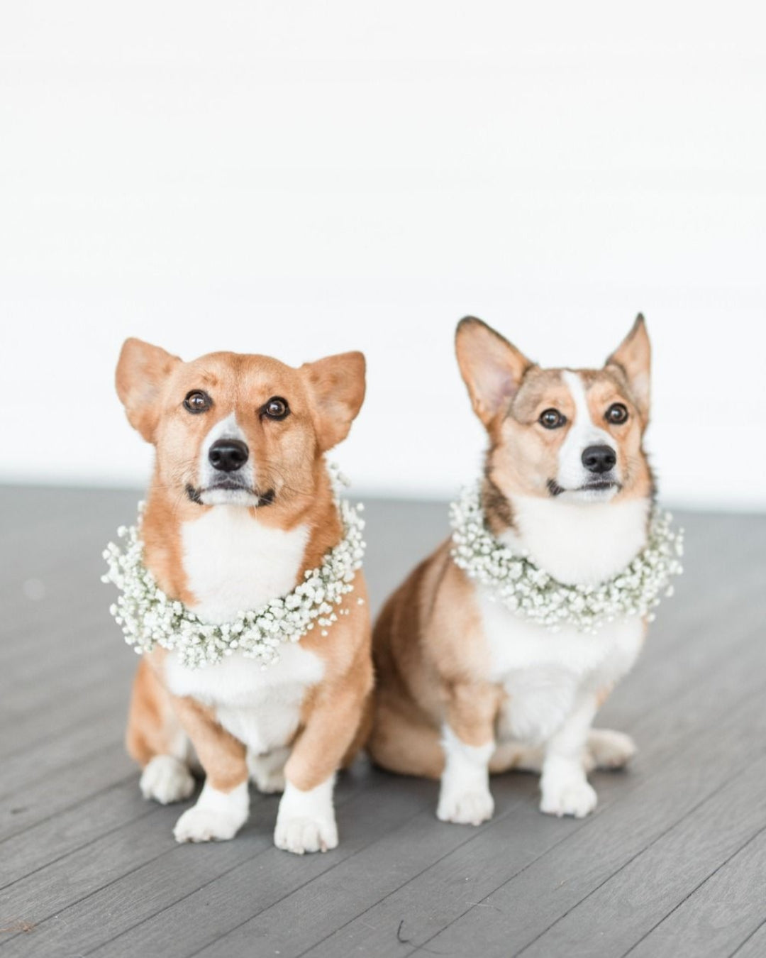 Collar de flores para mascotas pequeñas